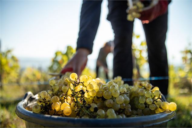 Domaine Véronique Antoine - Rignat - Morgane Monneret