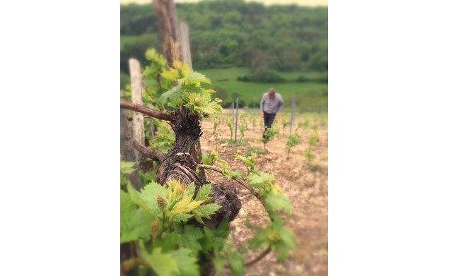 Domaine de la Dentelle - Gravelles - Morgane Monneret