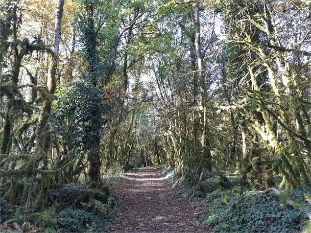 Mont nivigne - s calland