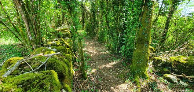 Randonnée - Signal de Hautecourt - scalland