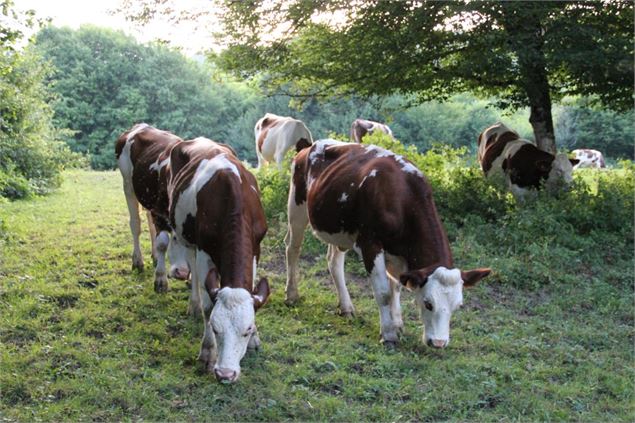 Balade - Chapelle des Conches depuis le col de France - scalland