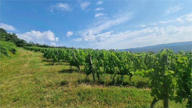 Source de la Reyssouze - Belvédère et vignes du Mont Rignat_Journans - scalland
