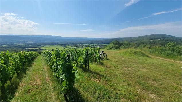 Source de la Reyssouze - Belvédère et vignes du Mont Rignat_Journans - scalland
