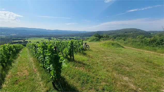 Belvédère du Mont de Rignat - Vignes de Rignat - scalland