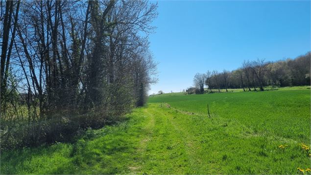 Balade  - Domaine de Cuiset et le Vieux Jonc_Saint-André-sur-Vieux-Jonc - scalland
