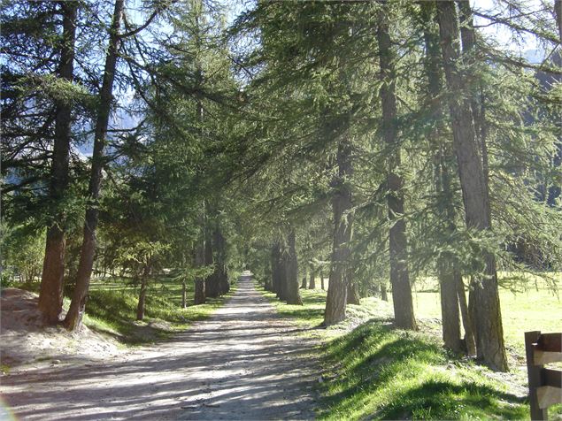 Allée des mélèzes