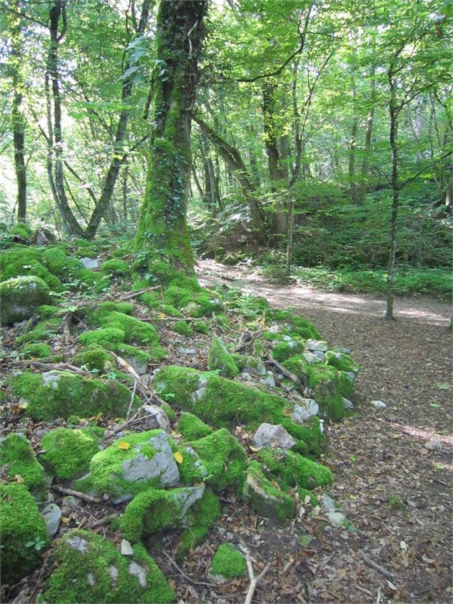 Sous-bois et sentier du Roc de Chère - Malorie Parchet
