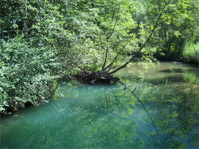L'eau morte traverse la zone humide - Aster