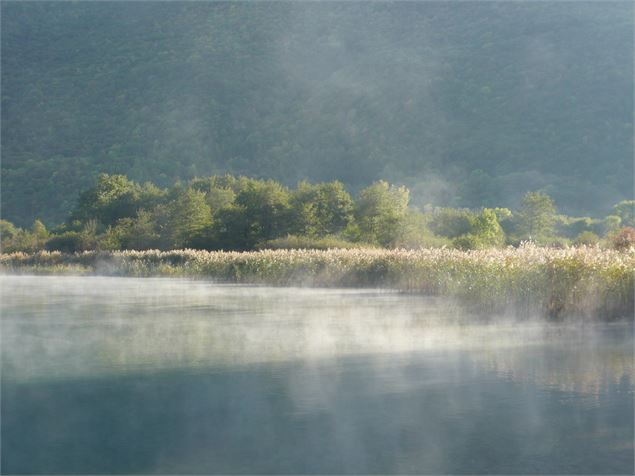 Marais Bout du lac Annnecy - Aster