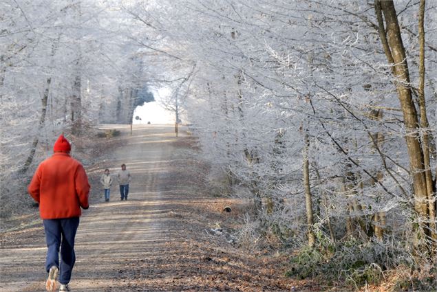 givre-et-promeneurs-Seillon_credit-Serge-Buathier-Ville-de-Bourg-en-Bresse - foret-seillon_credit GT
