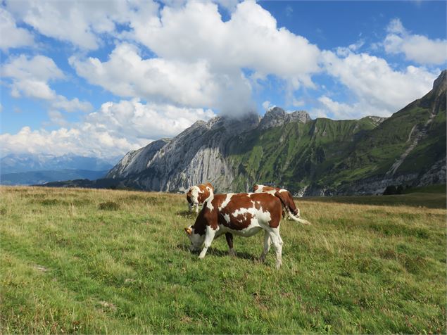 Massif du Bargy - CAMT