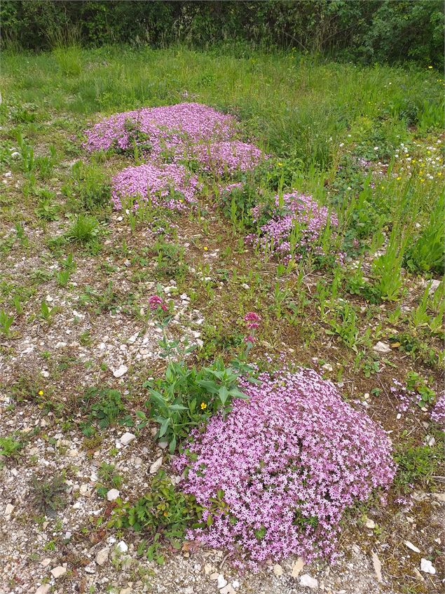 Saponière - Département de l'Ain / M.Leorier