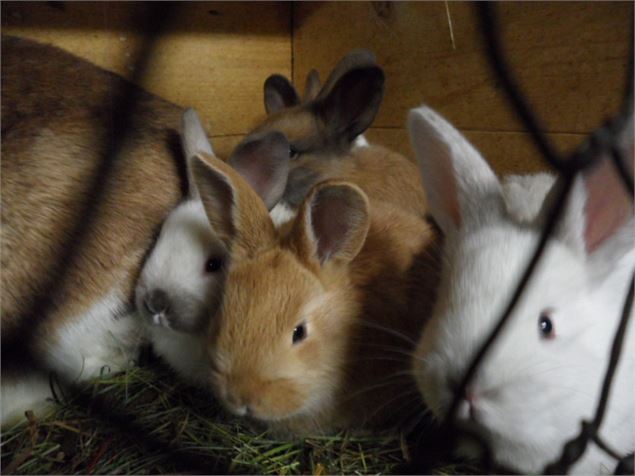 Ferme pédagogique à Val Cenis Bramans, lapins - OT HMV