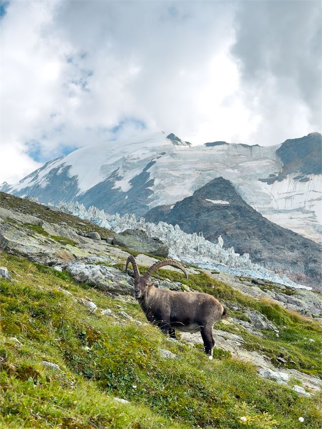 Glacier de Bionnassay et bouquetin - Hugo Guillerez