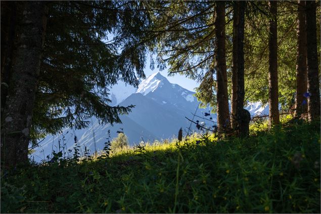 L'Aiguille de Bionnassay vue de la forêt