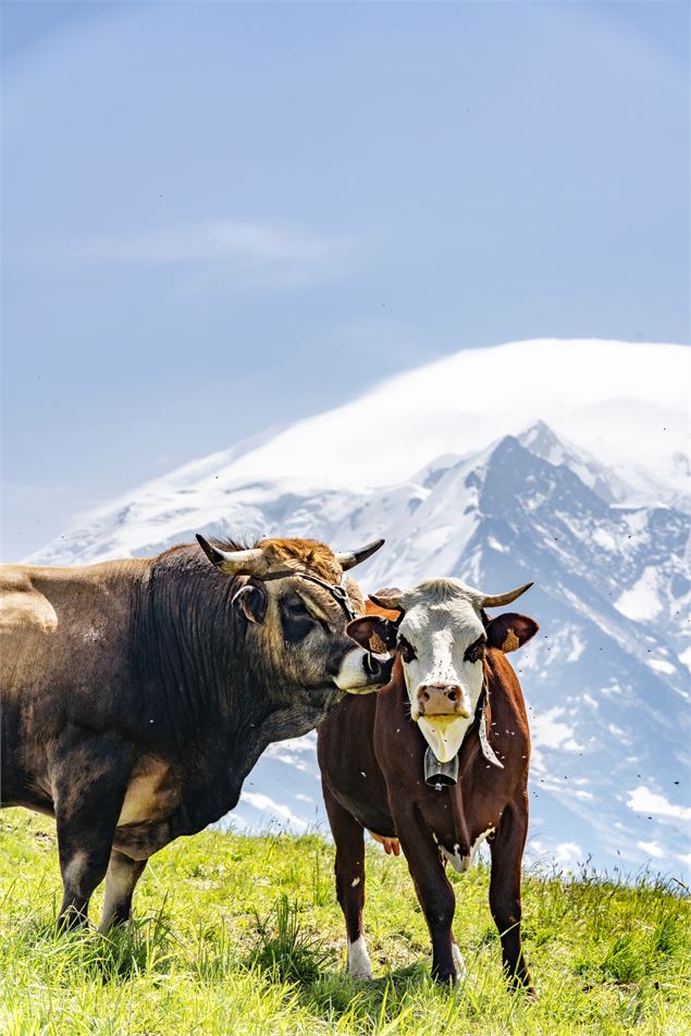 Vaches au Mont-Joux - B. Molinier