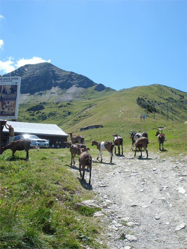 Alpage des Marmottes - Fabian Bodet