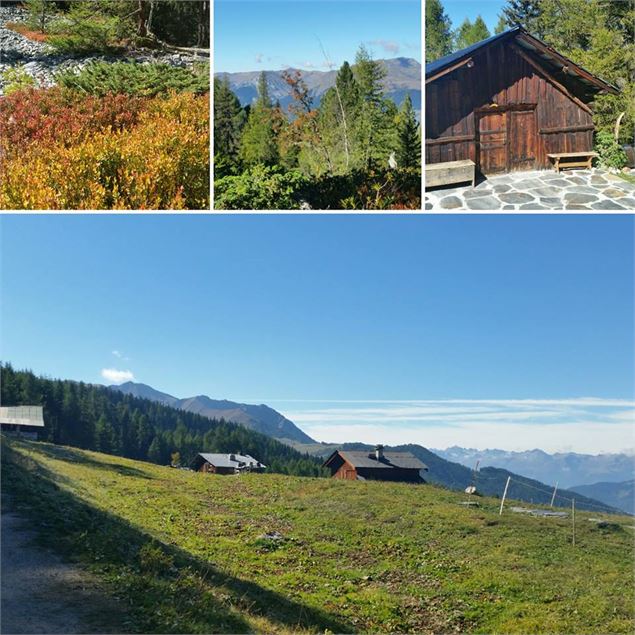 Les Frasses - Amandine Elie