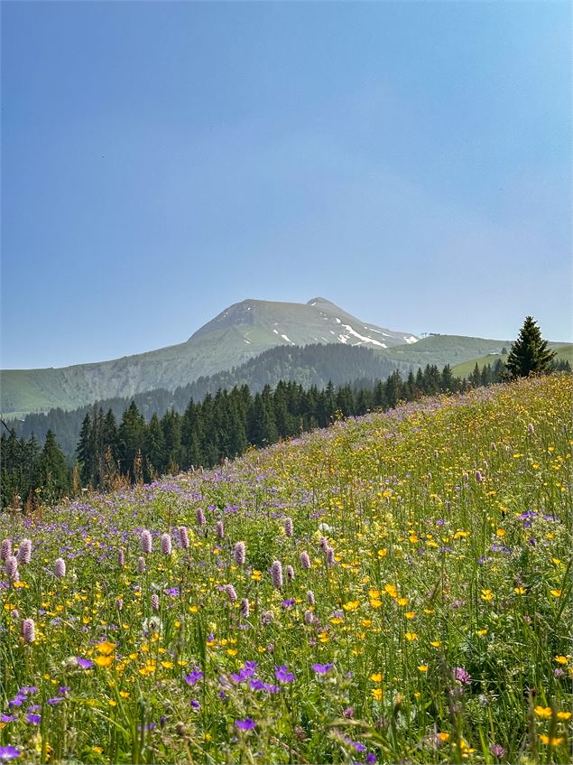 Sur la piste de Charlotte la Marmotte, sentier thématique
