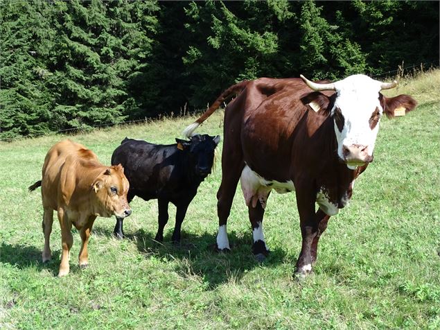 Boucle de Saint-Nicolas à la Combe en passant par les 3 chapelles - M. Mautué