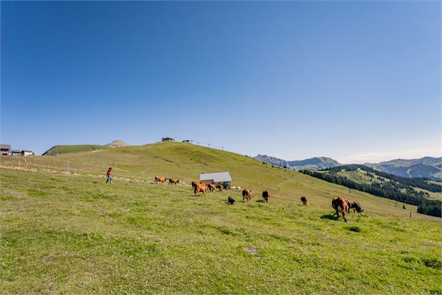 Alpage la Pierre du Déjeuner - B. Molinier