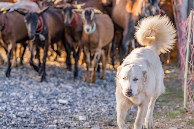 Chèvres - B. Molinier