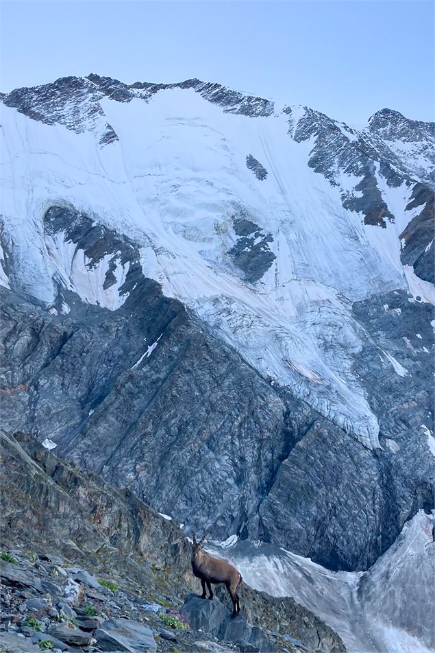 Bouquetin de Plan Glacier