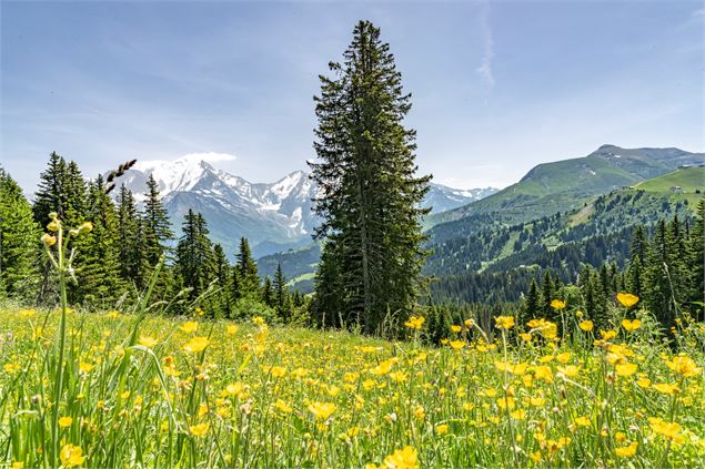 Le Mont d'Arbois au départ du Bettex - Boris Moliner