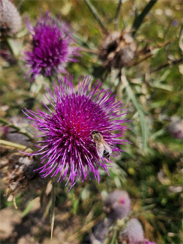 les chardons - Christelle Becameil