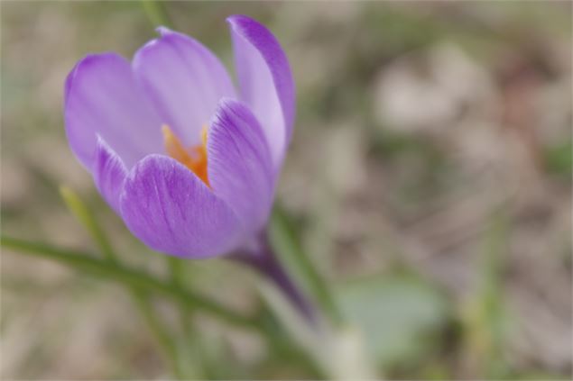 Sentier de randonnée - L'ascension de l'Ecutieux et du Môle_Saint-Jean-de-Tholome - MyWildTravel