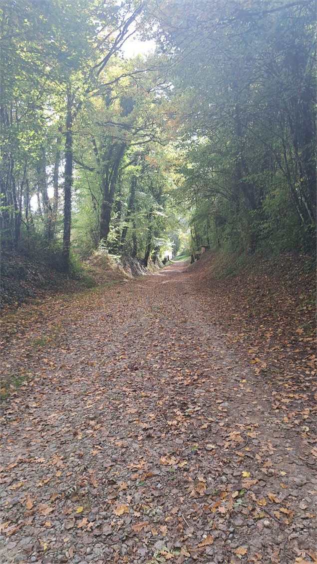 Chemin ombragé - C.Rampon