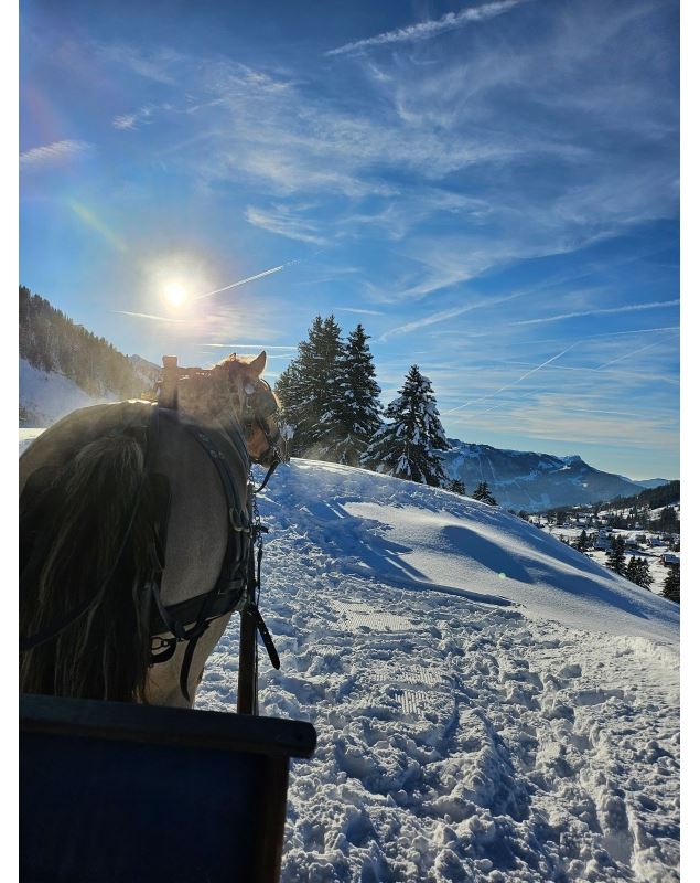 Traîneau attelage sur neige_La Clusaz