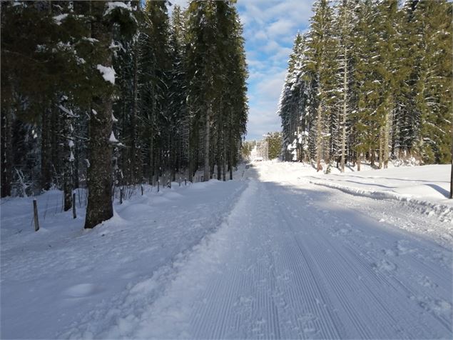 Sous la sapinette - Stéphanie Thomas