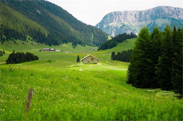 Plateau des Glières - Yan Gaëtan Olivo