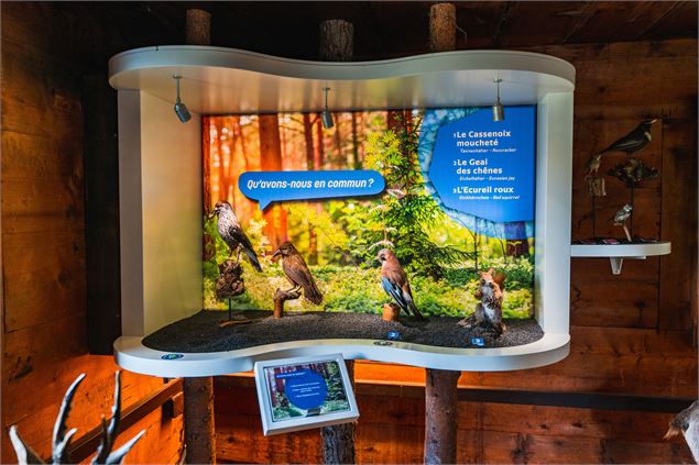 Exposition à la maison de la Forêt La Tzoumaz - Raphaël Surmont