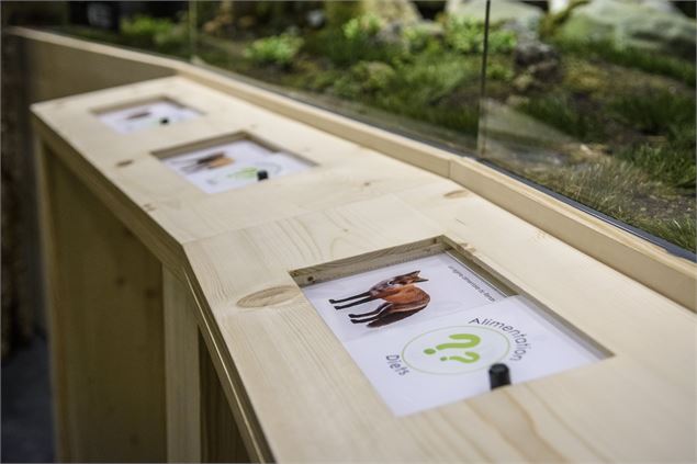 Muséum des Animaux de Montagne - Juliette Rebour