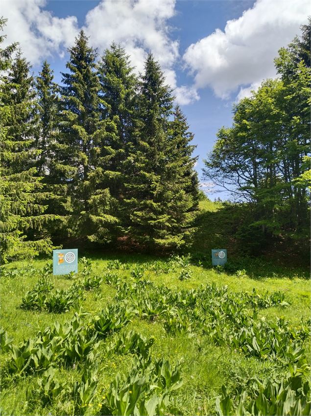 Village Tipi - Village Tipi