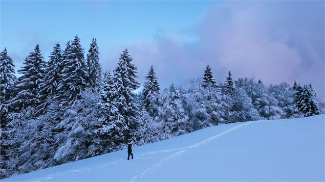 sapins enneigés - OT Samoens - Mathilda Manzi