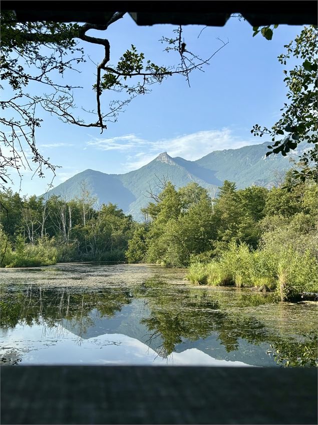 Le marais de Lavours - ©CC Bugey Sud – Laurent Madelon