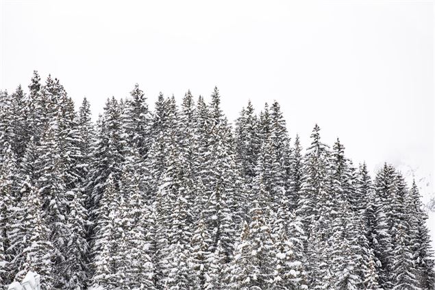 foret - Courchevel Tourisme