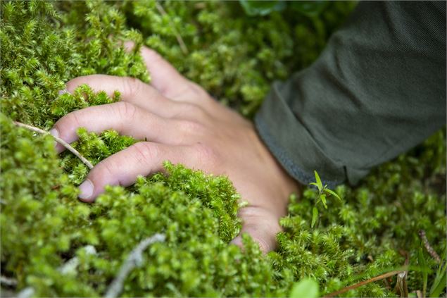 Sentier du grand bois 5 - Robin GARNIER