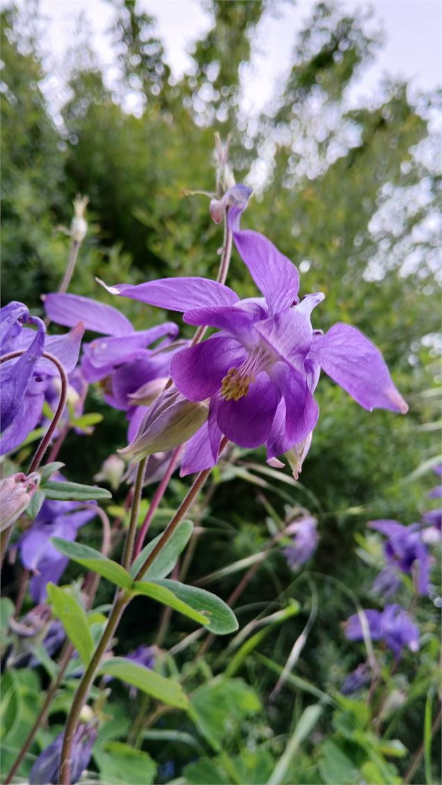 Jardin Alpin_Bellevaux