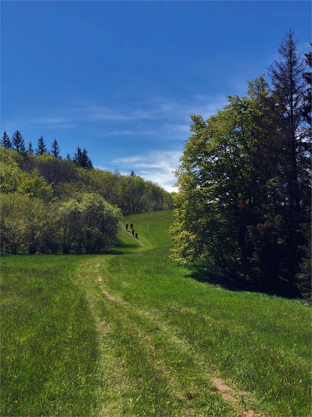 Sentier du Maquis en direction de la ferme de Morez - Office de Tourisme Bugey Sud Grand Colombier