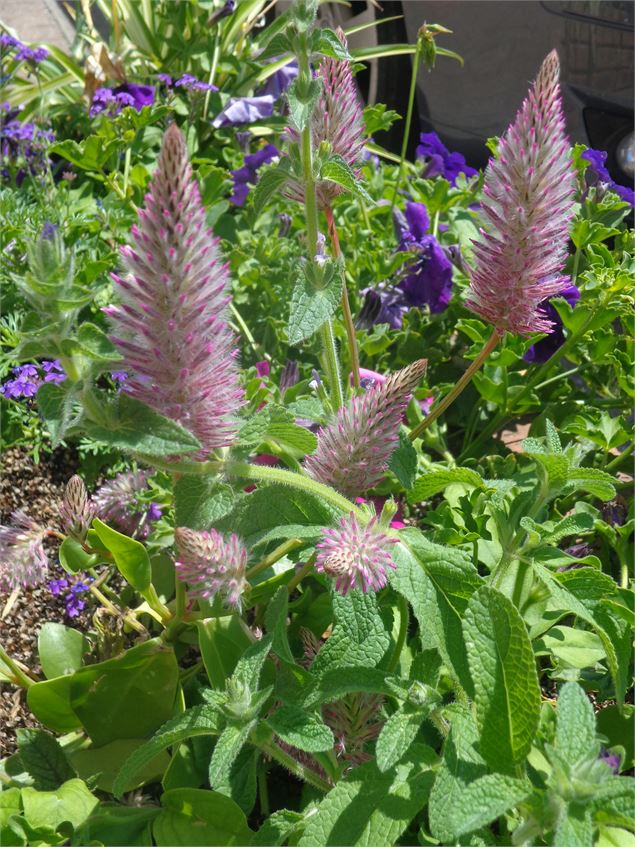 Fleurissement Vonnas - OT Vonnas Pont de Veyle