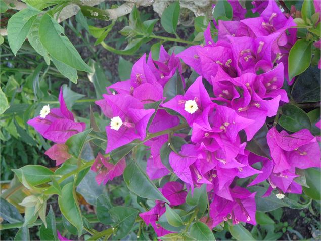 Fleurissement Vonnas - OT Vonnas Pont de Veyle