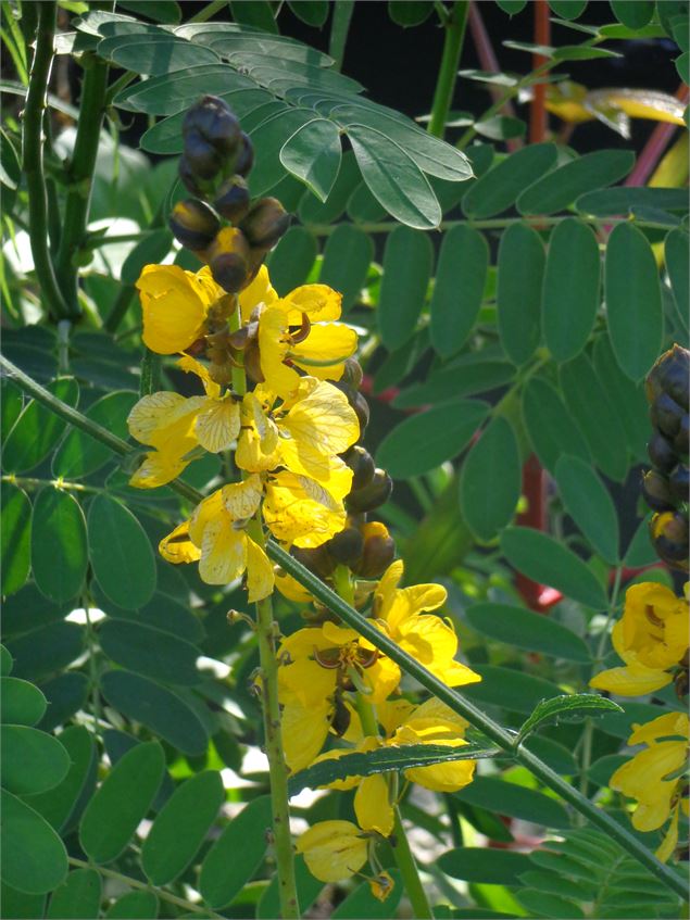 Fleurissement Vonnas - OT Vonnas Pont de Veyle