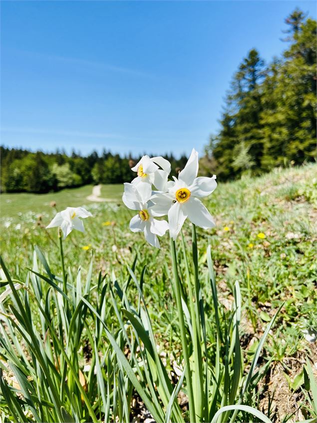 Champ de narcisses sur le Plateau de Retord - ©Laurent Madelon CC Bugey-Sud