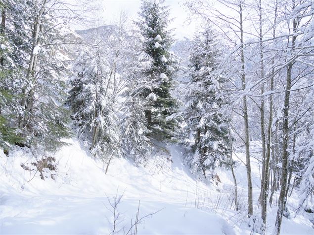 raquettes, piéton - G. Kiener