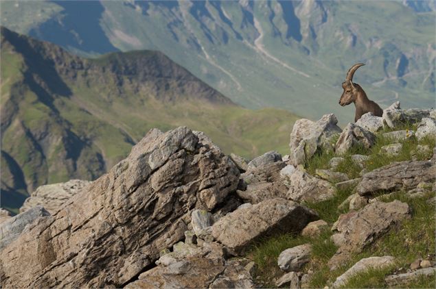 Une faune protégée - Les Contamines Tourisme