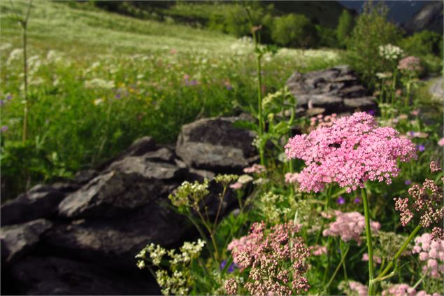 Sur le chemin du mont Grêle - Savoie Mont Blanc - Lansard
